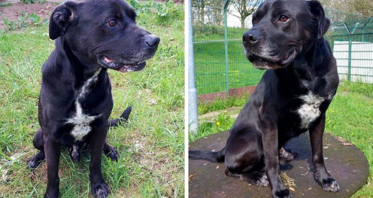 Völlig abgemagert auf der Straße gefunden - Wer schenkt Labrador-Mix Rudi ein Zuhause