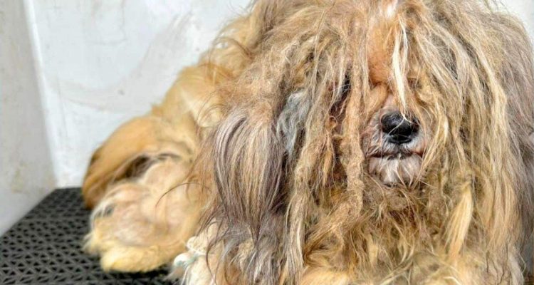 Völlig verwahrlost in winziger Kiste eingesperrt: Das Leid dieses Hundes treibt Tränen in die Augen