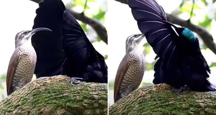 Vogel zeigt bühnenreife Show, um Partnerin zu gewinnen – mit ihrer Reaktion hat er nicht gerechnet