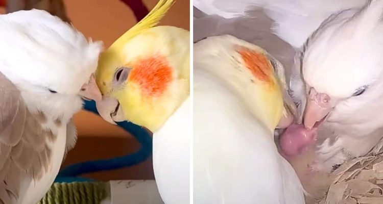 Vogelpaar verliert immer wieder Babys – die Freude, als endlich ein Küken schlüpft, ist unglaublich
