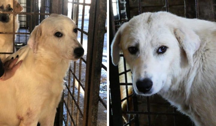 Von Hundefängern in Rumänien eingefangen - Wer gibt Timmy ein ruhiges, verständnisvolles Zuhause