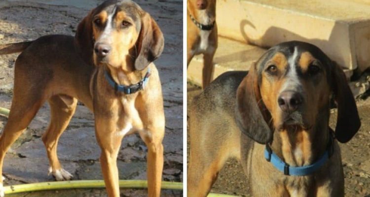 Von Hundehasser vergiftet und zurück ins Leben gekämpft - Jetzt braucht “Zeus” eine Familie