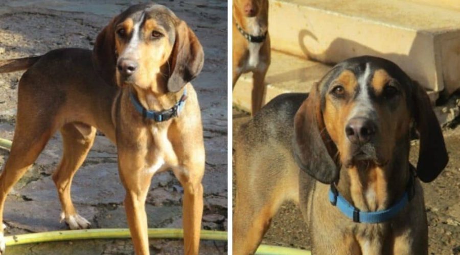 Von Hundehasser vergiftet und zurück ins Leben gekämpft - Jetzt braucht “Zeus” eine Familie