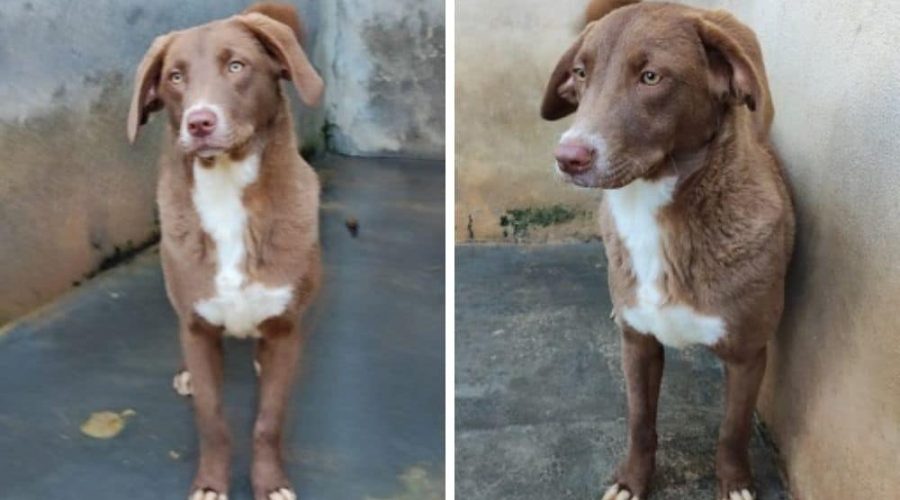 Von anderen Hunden im Zwinger gemobbt, weil sie “zu schwach” ist - Soia sucht DRINGEND neues Zuhause