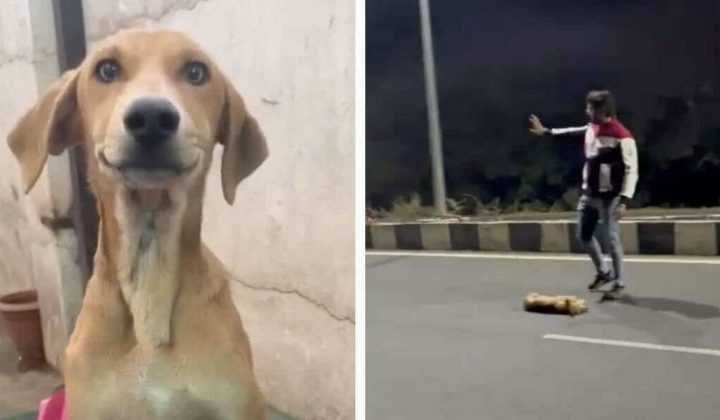 Vor seinen Augen überfahren: Mann will toten Hund von Straße holen, dann geschieht das Unglaubliche