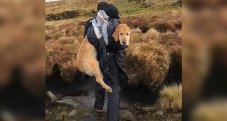 Wanderer entdecken verunglückten Hund in den Bergen - und tragen ihn fast 10 km nach Hause