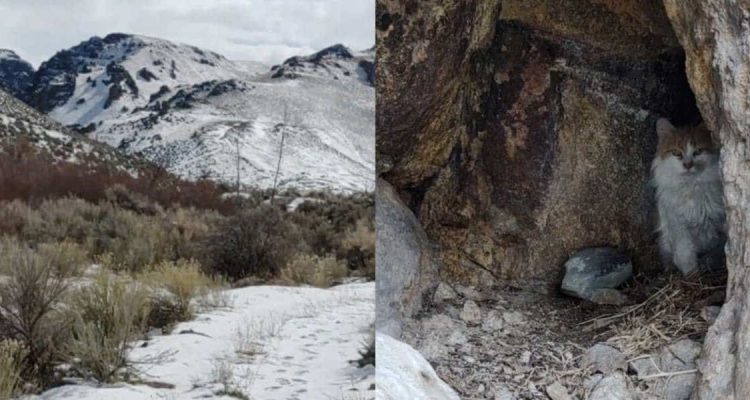 Wanderer entdeckt Tier in einer Höhle - und nimmt es direkt mit nach Hause