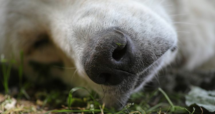 Warum sterben Hunde mit offenen Augen