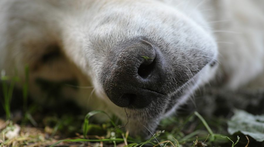 Warum sterben Hunde mit offenen Augen