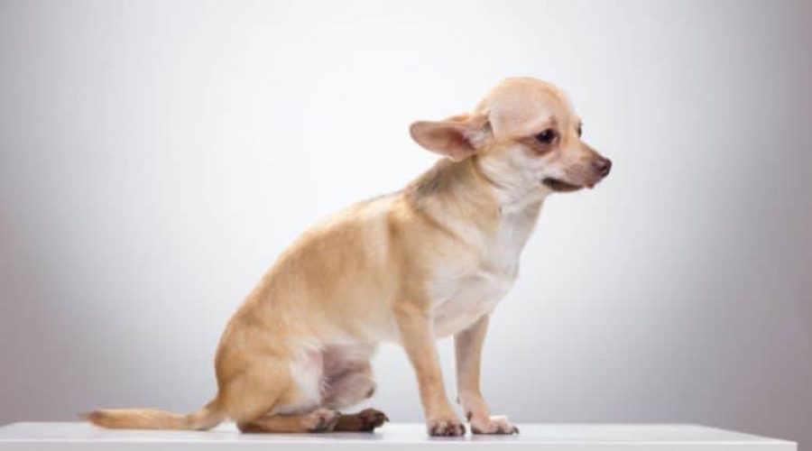 Warum zittern Chihuahuas