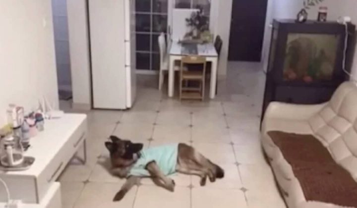 Was dieser Schäferhund tut, als der Paketbote an der Tür klopft, bringt das Internet zum Staunen