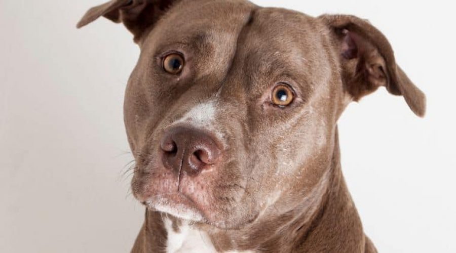 Was kostet ein Pitbull