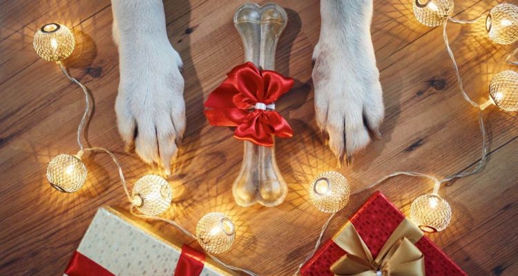 Was schenke ich meinem Hund zu Weihnachten?