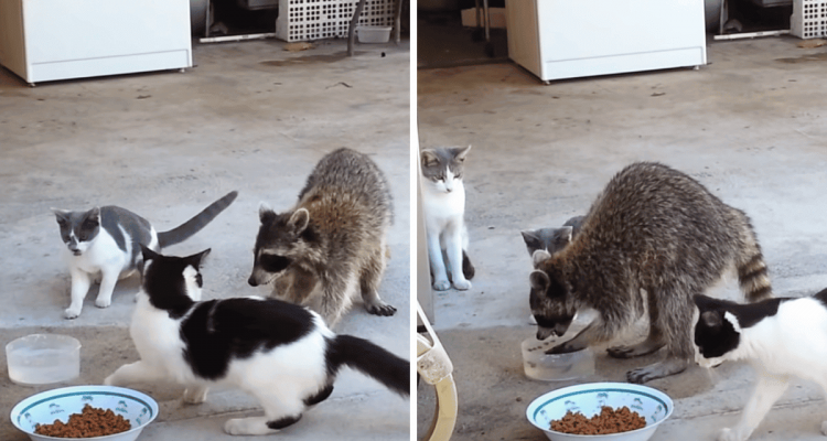 Waschbär schleicht sich an Katzenfutter ran - was er dann tut, macht Katzen und Zuschauer sprachlos