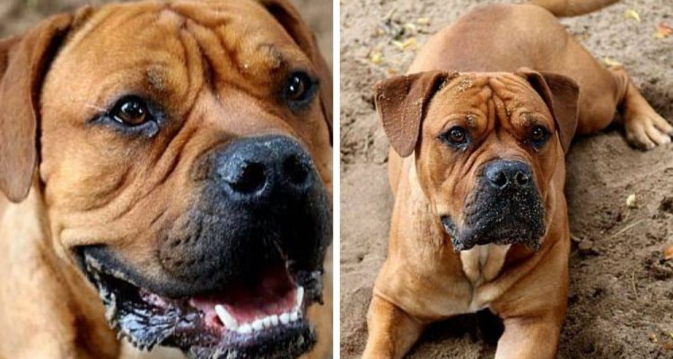 Wegen Überforderung wurde Bulldogge “Jimmy” ins Tierheim abgeschoben Wer gibt ihm eine Chance