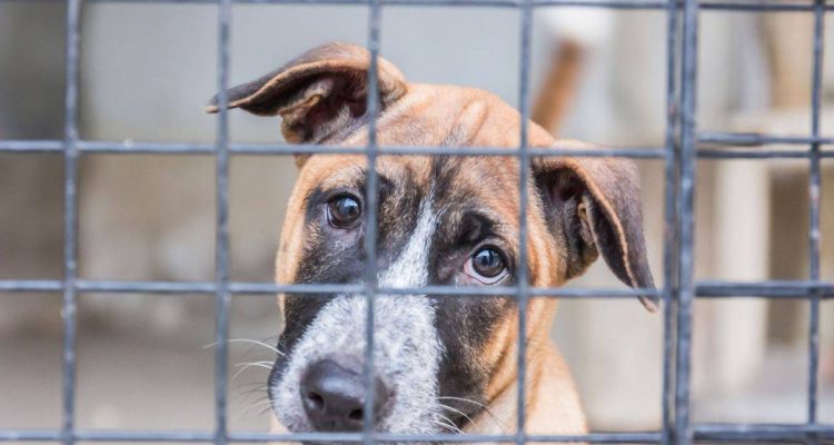 Weggeworfen, weggegeben, misshandelt – aus diesen traurigen Gründen landen Hunde im Tierheim