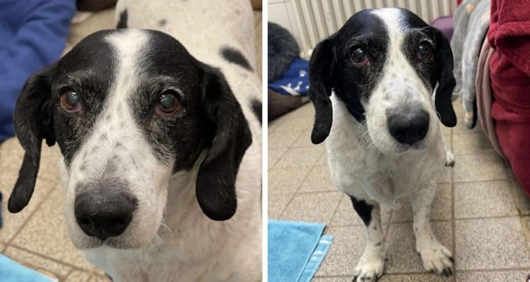 Weil sein Besitzer verstorben ist Hunde-Opi Pluto wartet im Tierheim auf ein neues Zuhause