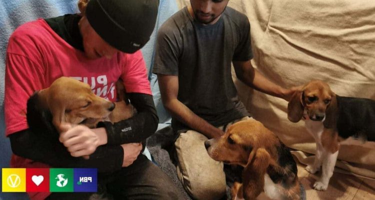 Weil sie 18 Beagle-Welpen aus Versuchslabor gerettet haben - Tierschützern droht 10 Jahre Haft