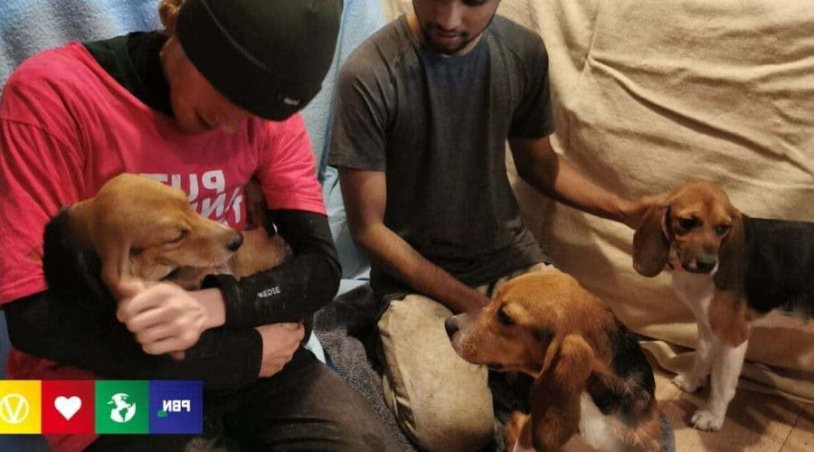 Weil sie 18 Beagle-Welpen aus Versuchslabor gerettet haben - Tierschützern droht 10 Jahre Haft