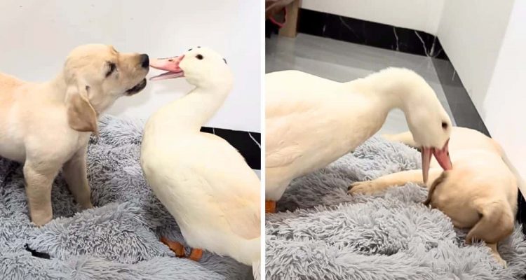 Welpe findet Ente in seinem Hundebettchen – Seine Reaktion auf das Federvieh ist zu lustig