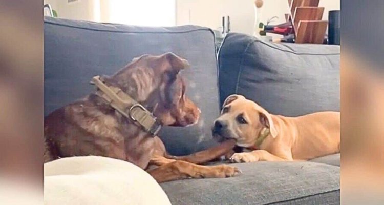 Welpe verwechselt Schwanz eines anderen Hundes mit Kauknochen – die Reaktion der beiden ist göttlich