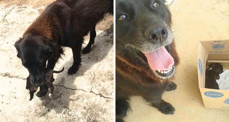 Welpe wird wie Abfall auf den Müll geworfen: So retten zwei andere Hunde ihm das Leben