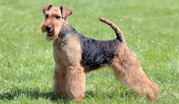 Welsh Terrier im Porträt