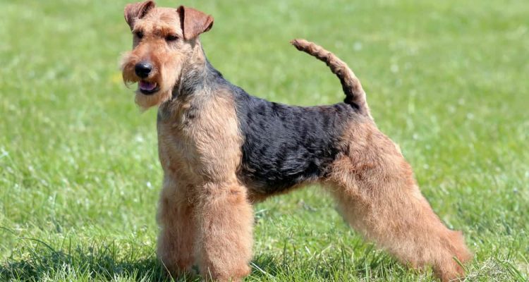 Welsh Terrier im Porträt