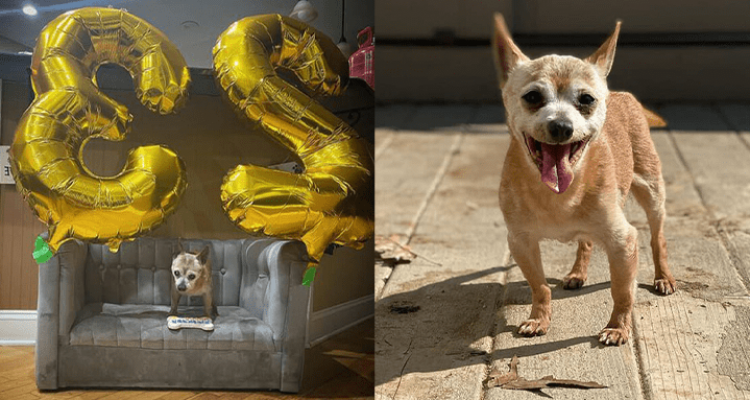 Weltrekord – Hund feiert seinen 23. Geburtstag