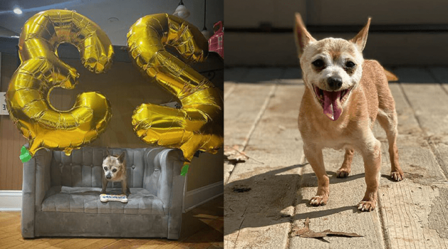 Weltrekord – Hund feiert seinen 23. Geburtstag