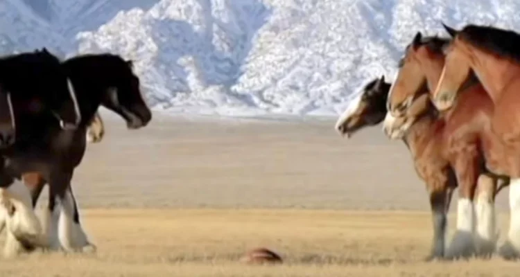 Werbespot bringt Tausende zum Lachen Pferde stellen sich für Football-Spiel auf, als plötzlich…