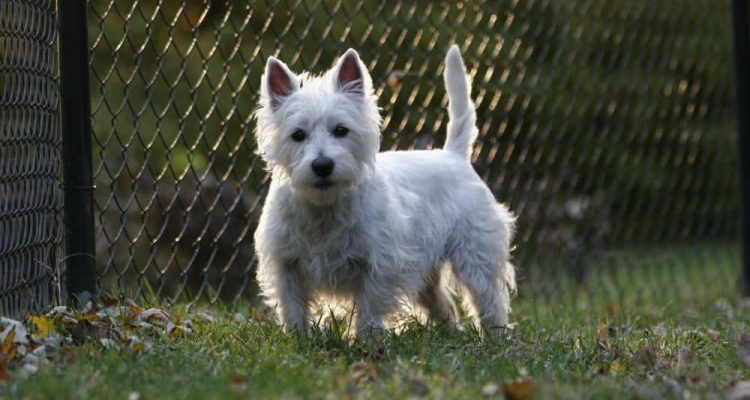 West Highland White Terrier (Westie) im Porträt