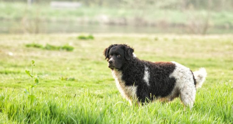 Wetterhoun (Friesischer Wasserhund) im Porträt
