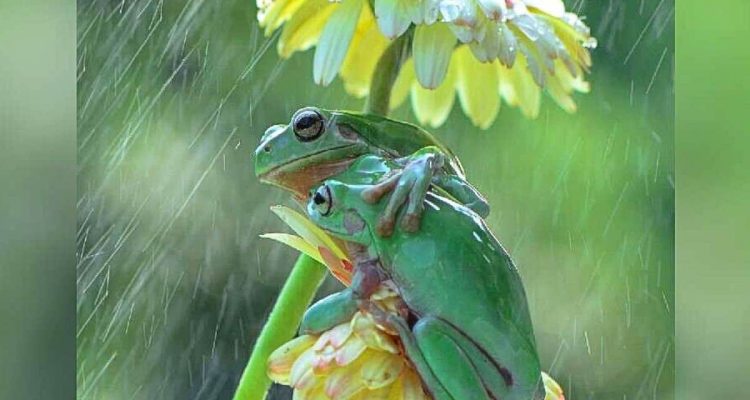 Wie Magie: Was dieser Tier-Fotograf mitten in einem Unwetter beobachtet, ist atemberaubend schön