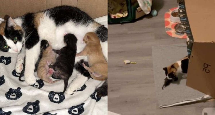Wie diese Katzen-Mama auf verwaiste Katzen-Babys reagiert, lässt Herzen höher schlagen