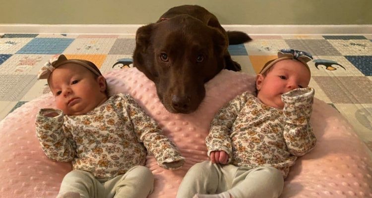 Wie dieser Hund auf die neugeborenen Zwillinge reagiert, lässt Millionen Herzen schmelzen
