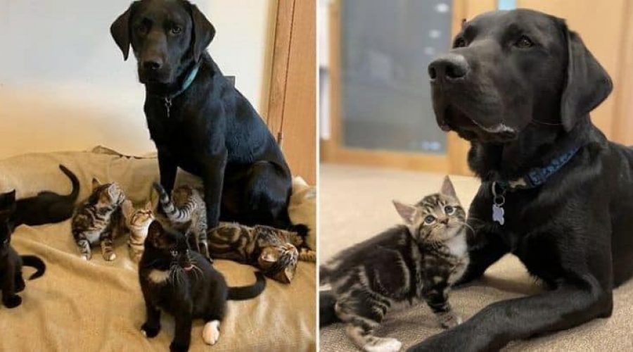 Wie dieser Labrador sich um 7 verwaiste Baby-Katzen kümmert, rührt alle Tierfreunde zu Tränen