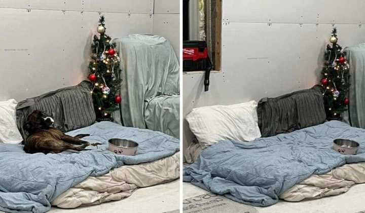Wie dieser süße Pitbull mit seinem Frauchen “redet”, bringt jeden Tierfreund zum Lachen