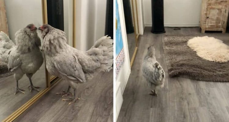 Wie dieses Huhn auf sein Spiegelbild reagiert, sorgt für heftige Lachtränen im Internet
