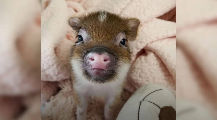 Wie dieses Mini-Schwein reagiert, wenn seine Pflege-Mama aufhört es zu küssen, ist extrem süß