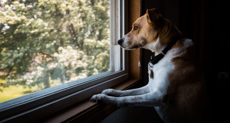 Wie lange darf man einen Hund alleine lassen laut Tierschutzgesetz?