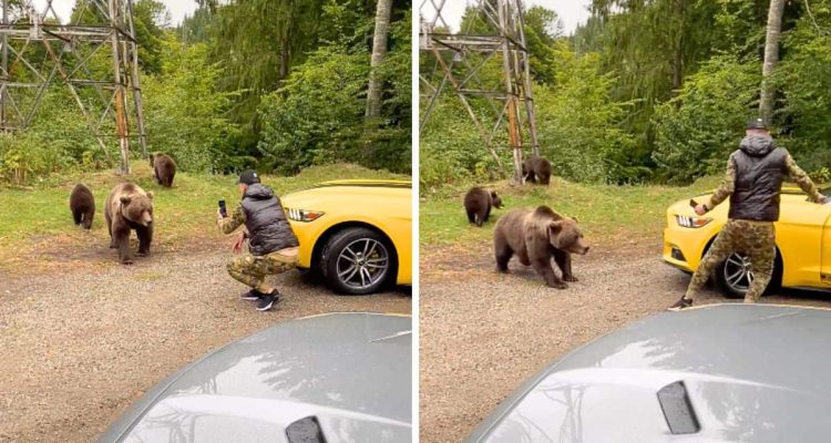 Wie nah dieser Mann einem Raubtier kommt