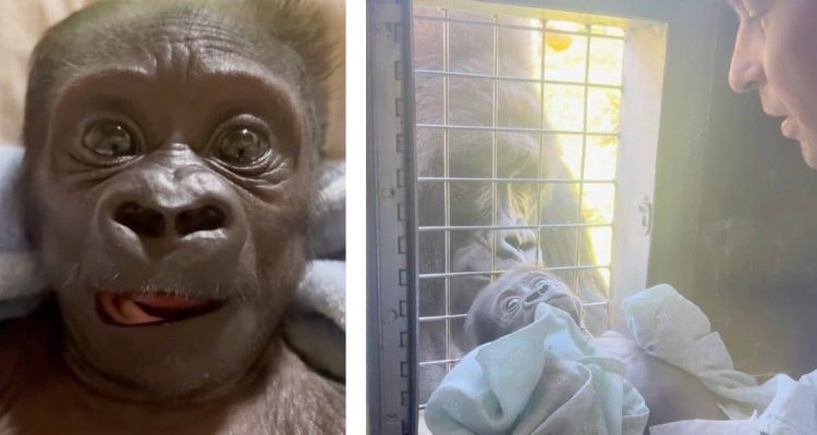 Wie sich dieser Tierpfleger um ein verstoßenes Gorilla-Baby kümmert, lässt alle Herzen schmelzen