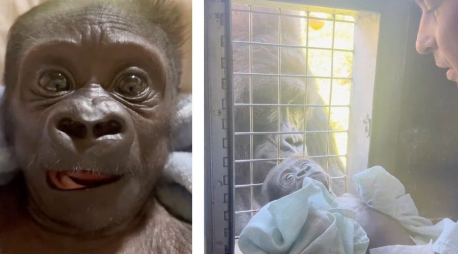 Wie sich dieser Tierpfleger um ein verstoßenes Gorilla-Baby kümmert, lässt alle Herzen schmelzen
