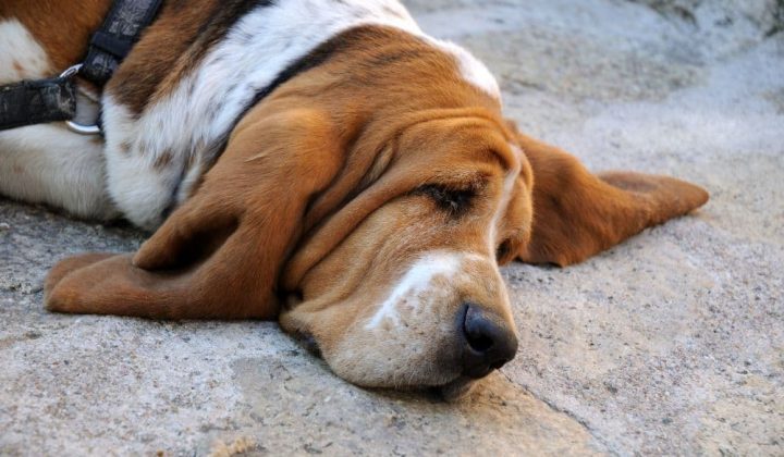 Wie stirbt ein Hund mit Herzinsuffizienz