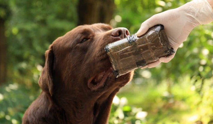 Wie verhalten sich Hunde, wenn sie Drogen riechen? (Antwort)