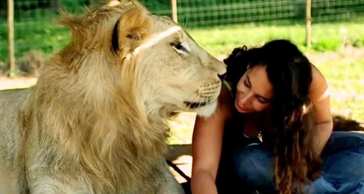 Wilde Kuscheltiere – wie diese Löwen ihre „Mutter” begrüßen, lässt einem den Atem stocken