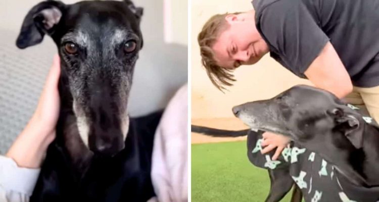 Windhund von Rennbahn gerettet – wie der Vierbeiner nun Menschen hilft, berührt alle Herzen