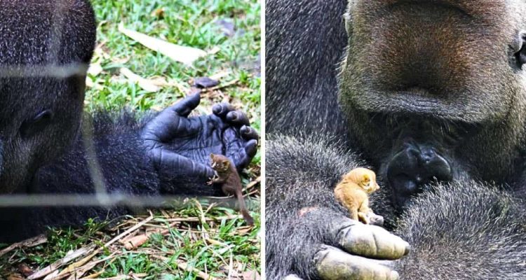 Winziges Buschbaby trifft riesigen Gorilla - Was dann passiert, verzaubert alle Herzen