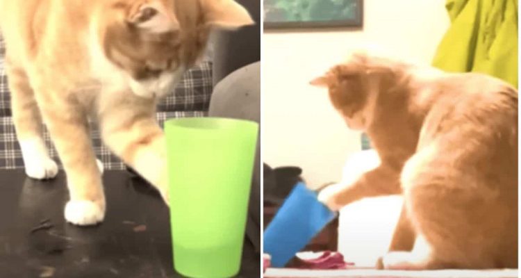 Wirklich seltsam Wie diese 2 Katzen reagieren, wenn sie ein Glas Wasser sehen, ist zu komisch